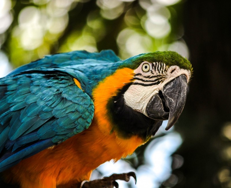 macaw-blue-gold-macaw-bird-tropical-bird-parrot.jpg