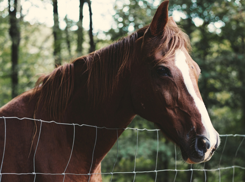 fence-animal-horse2.jpg