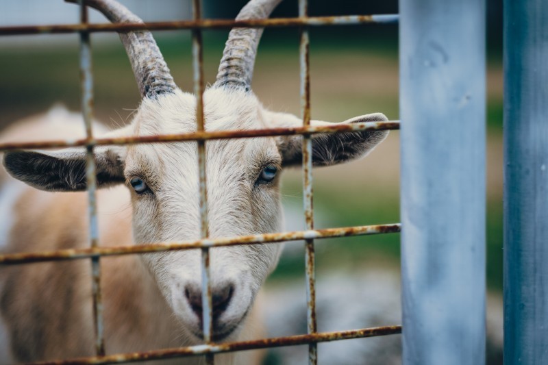 fence-rustic-goat.jpg