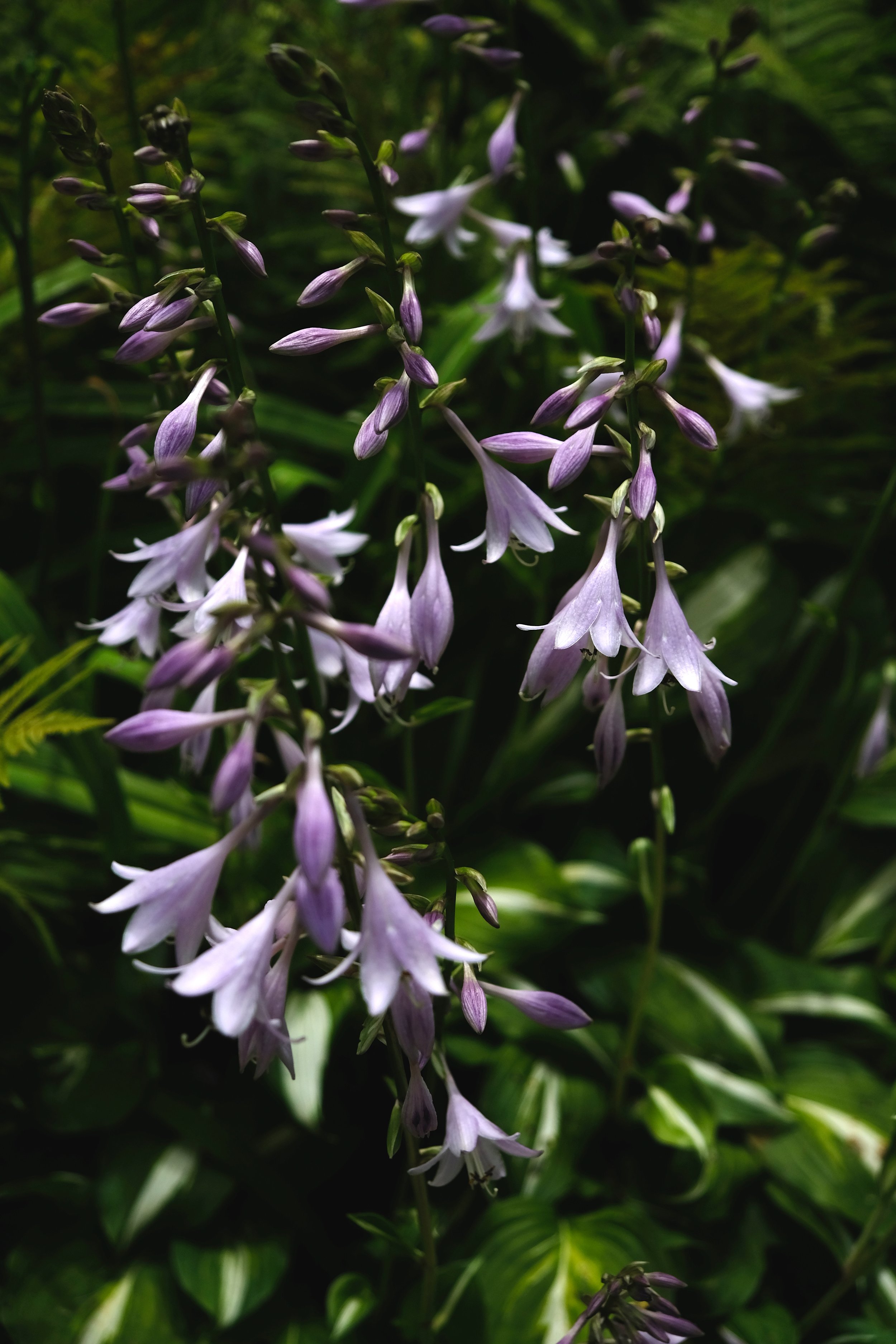 DSCF3133.jpg