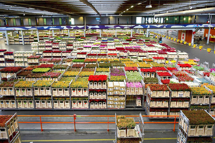 Miami has been home to US flower imports since the 1990s, but what was once transported on a plane is being moved via ocean containers much more frequently than ever before. Photo Credit: Shutterstock
