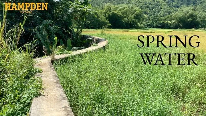 Ever been curious what production looks like at Hampden Estate? Check out these videos narrated&nbsp;by the distillery&rsquo;s tour manager (among other roles) Peppie Grant for a rare inside look. In these clips, Peppie walks you through some of Hamp