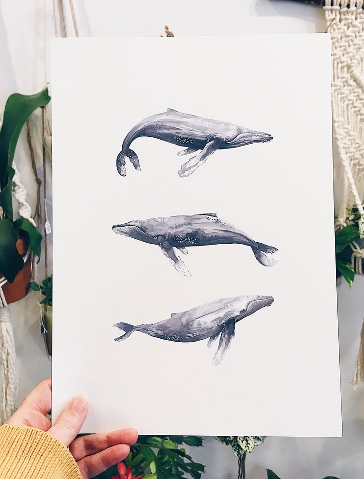 Humpback Whale Print by Moonko £20
