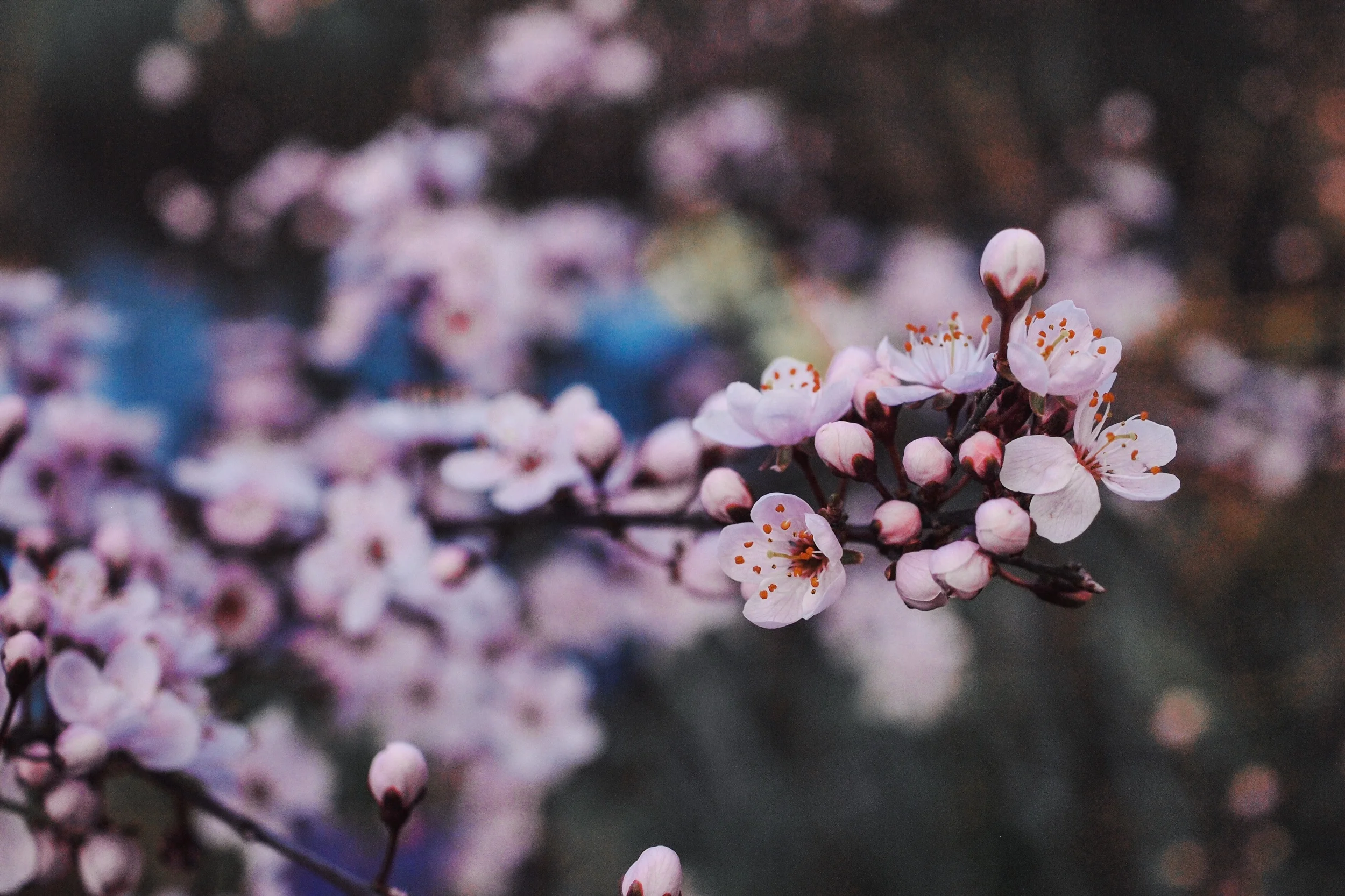 676EFA99-216F-4F91-9A95-98ADBDD7F7CF.jpeg