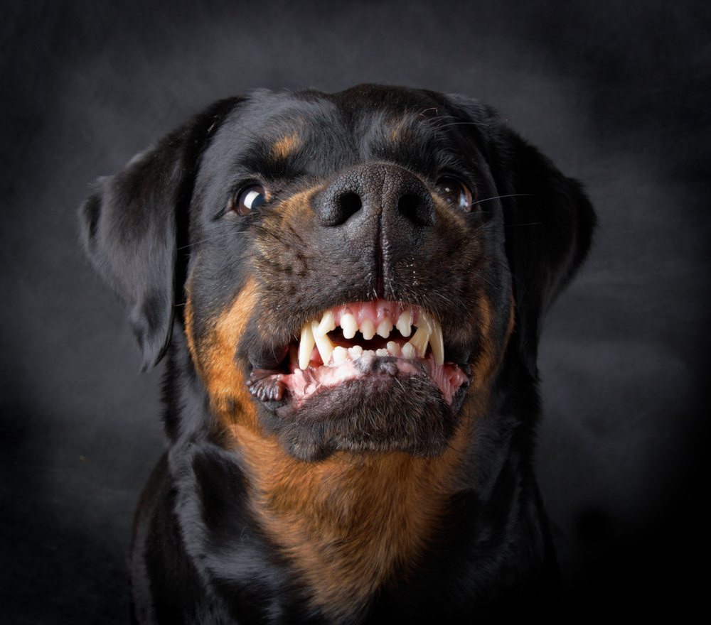 NYC Dog Bite Injuries: Animal Attack Compensation | Constantinidis