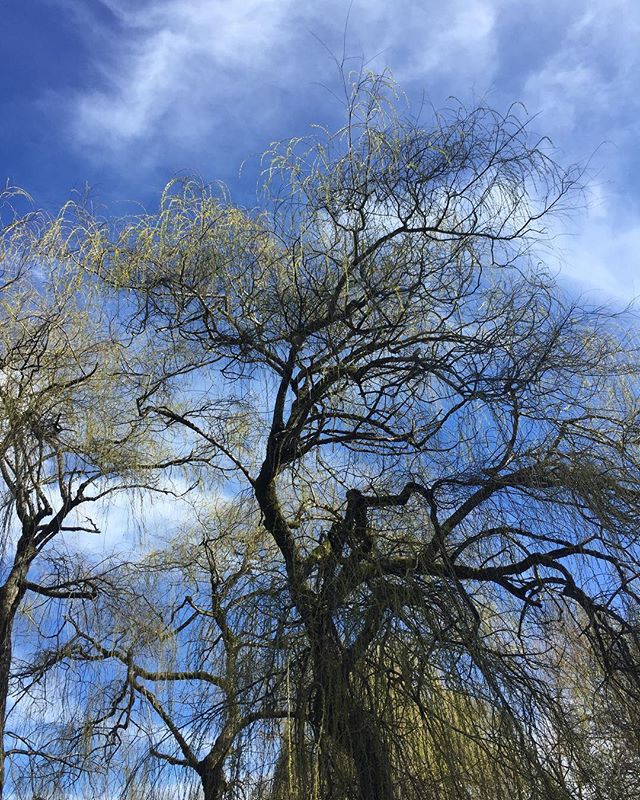 Nature Cure. Forest Bathing. Outdoor exploring. Connection. Whatever you want to call it- make time to do it. So many health benefits from fresh air, sunshine and being in nature. Truly, research demonstrates how positively impactful this practice is