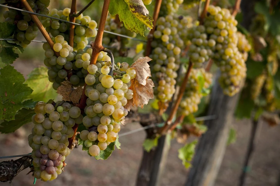 reisling+grapes2.jpg