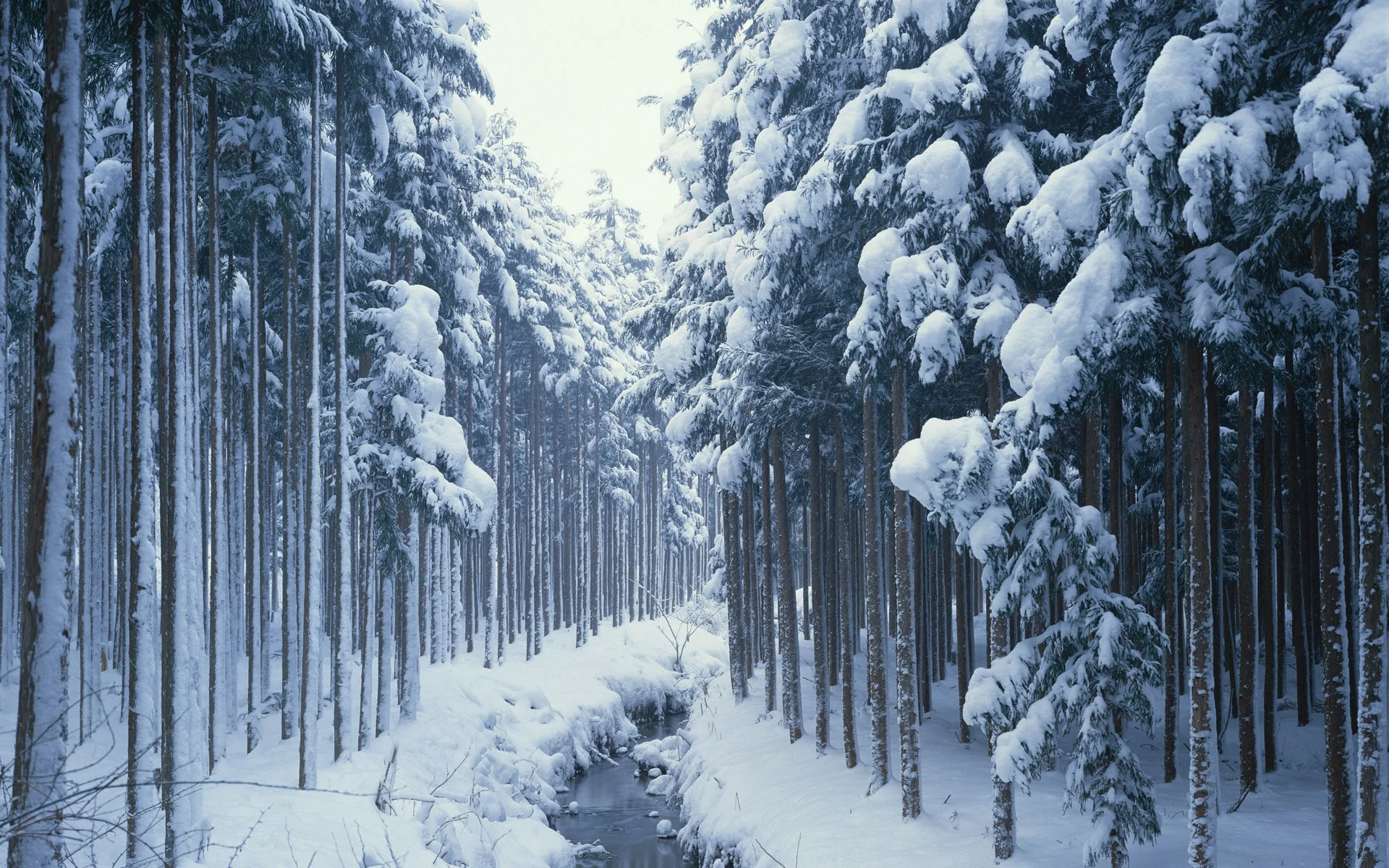 snow-forest-wallpaper-11484119.jpg
