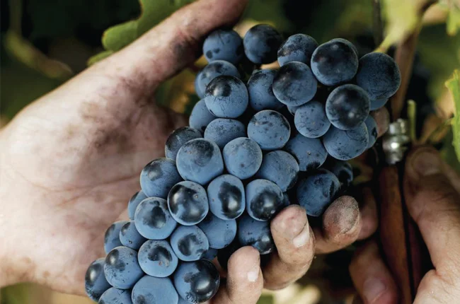Photo Cred: Decanter