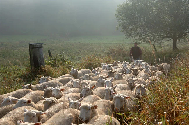 flock.jpg