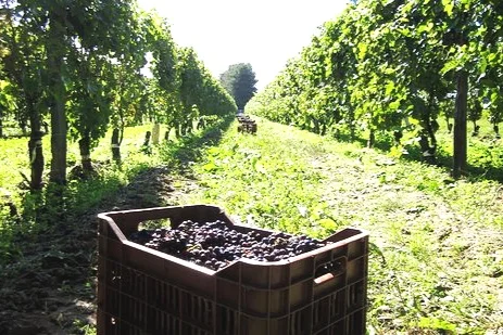 Harvest at Domaine des Huards in the Cour-Cheverny (Loire Valley).