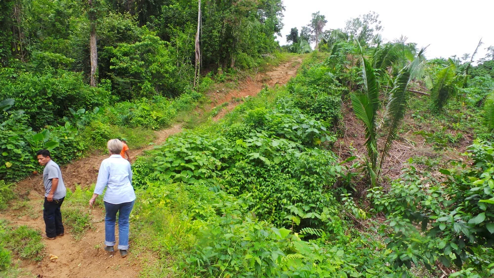 Belize Jungle.jpg