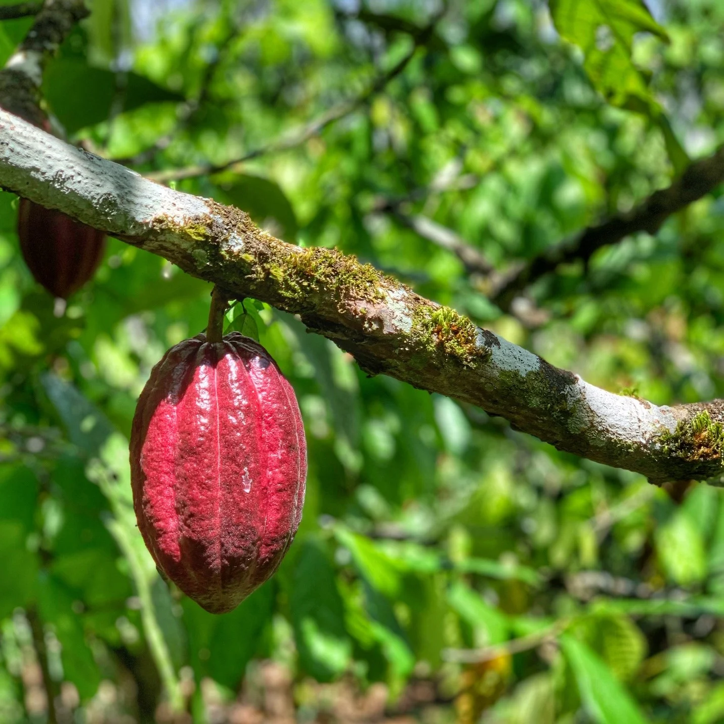A cacao pod ready for harvest (on Justo’s farm)