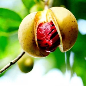 nutmeg-on-tree.jpg