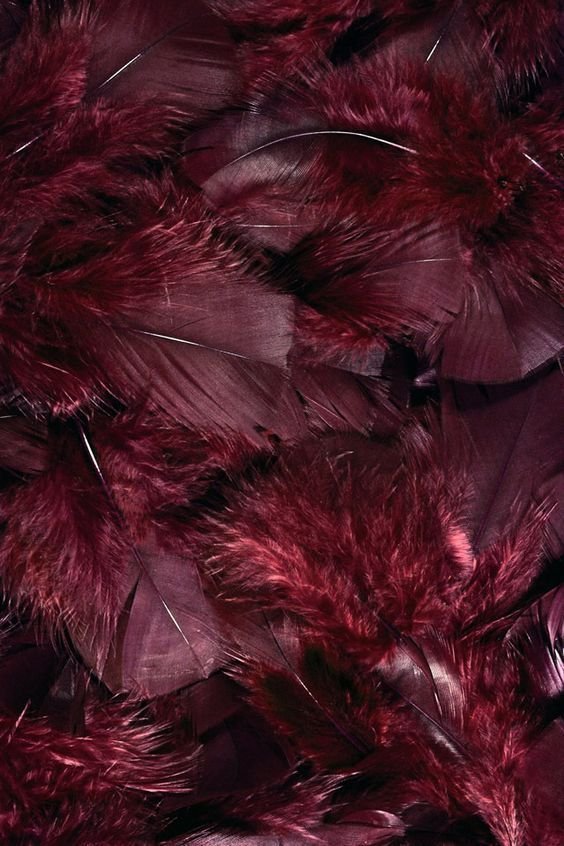 feathers2.jpeg
