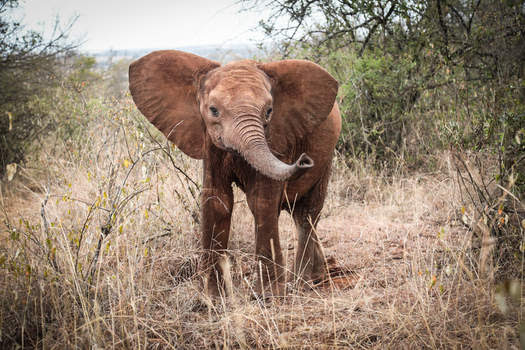 Sheldrick Wildlife trust