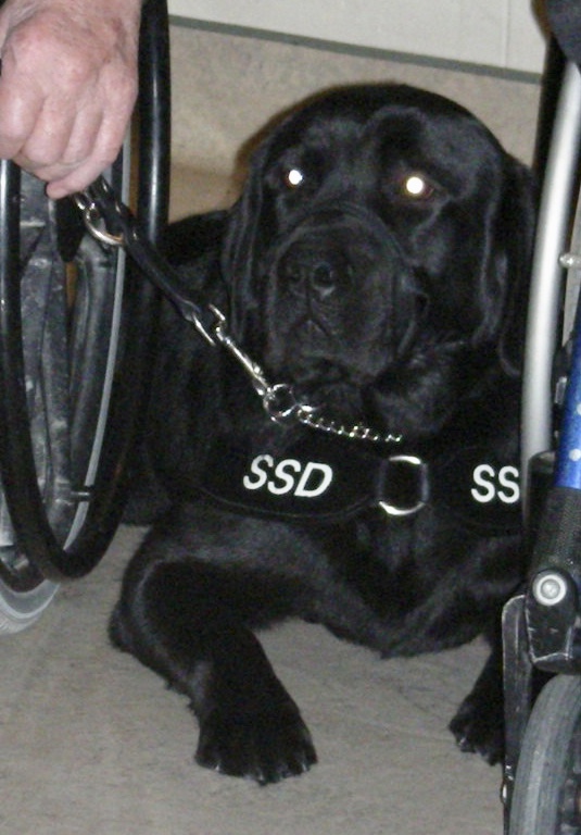 Mig - Special Skills Guide Dog