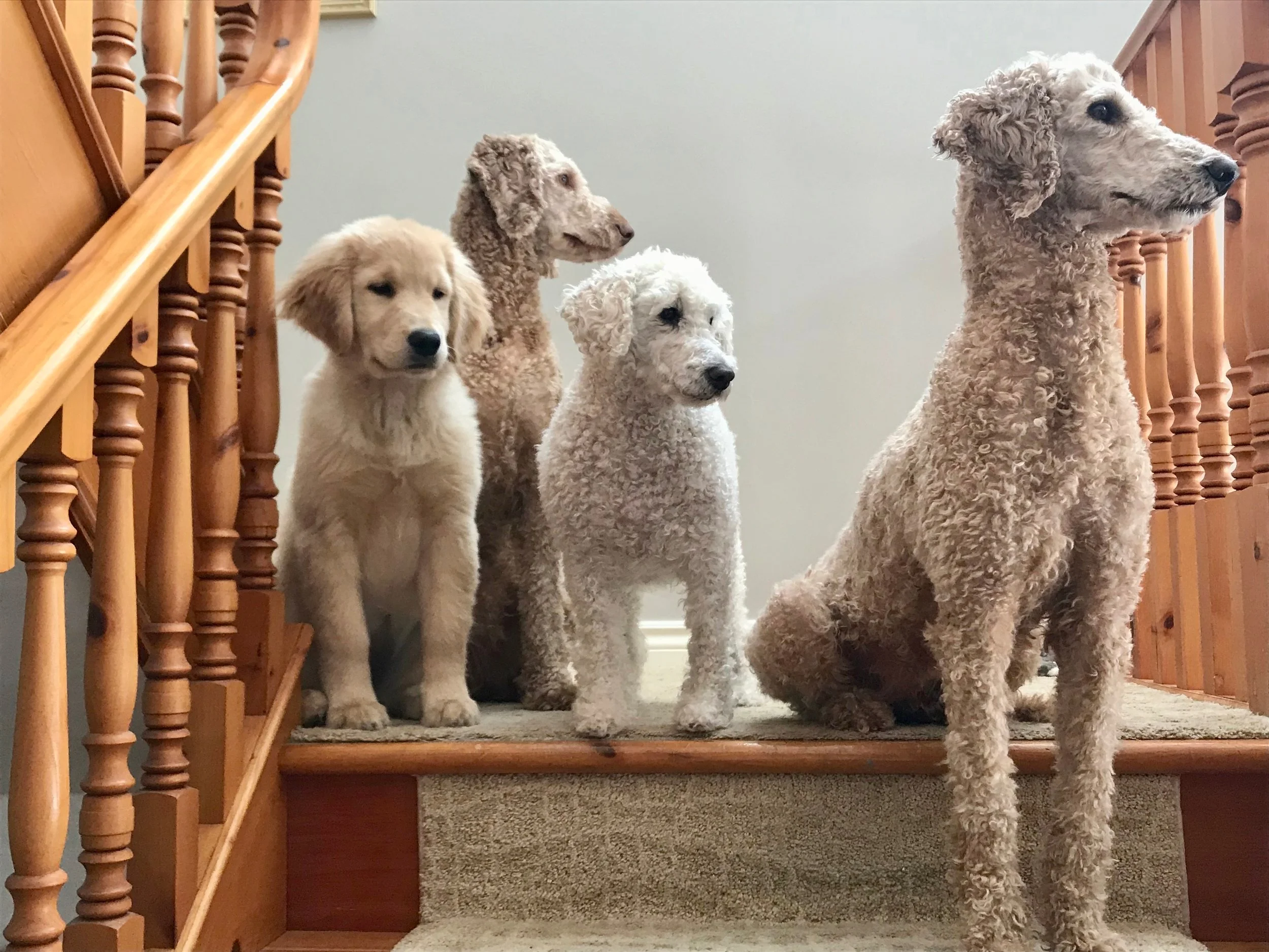 Ivy, Xila, Stewey the zen poodle & Cider - past & present Dog Guides in Training