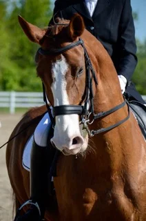  KCDS Member Jennifer Heck and her horse, Rudy 