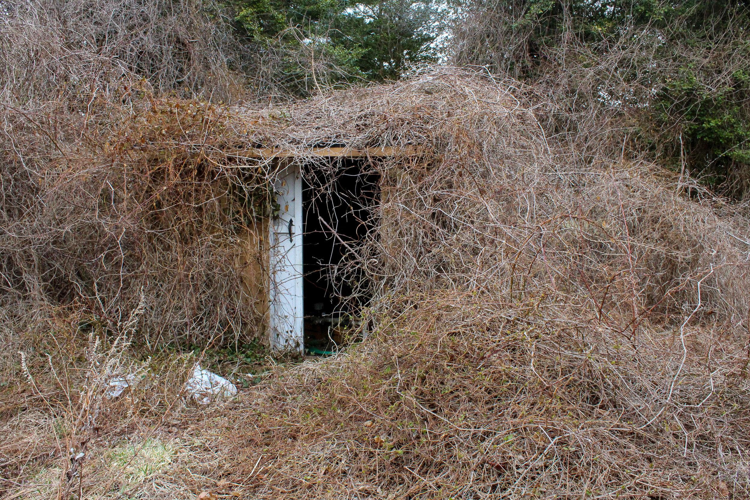 archival inkjet print, Digital Photography 