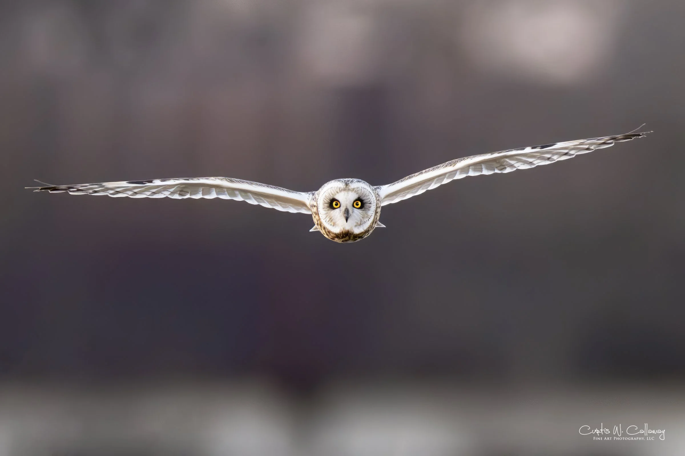 Short-eared Owl 02.jpg