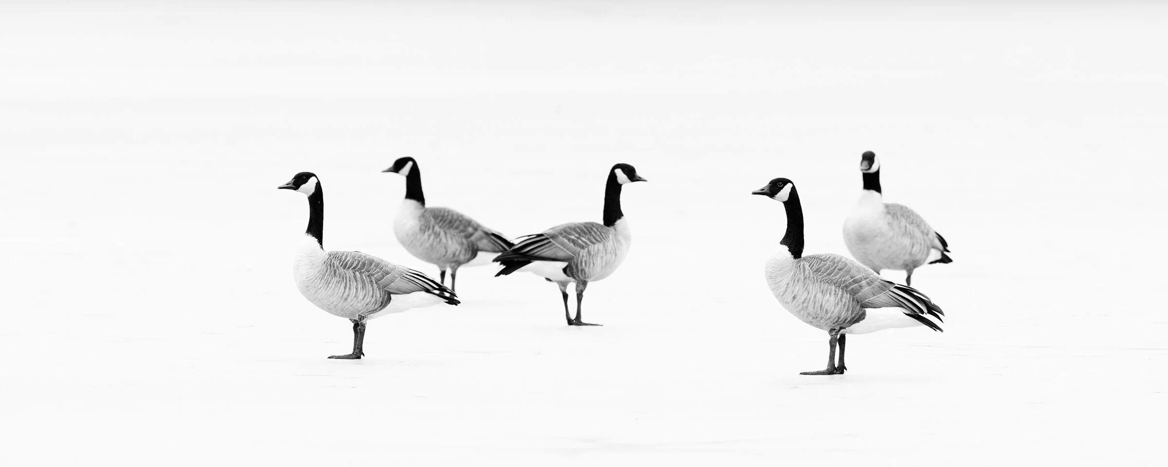 Geese.jpg