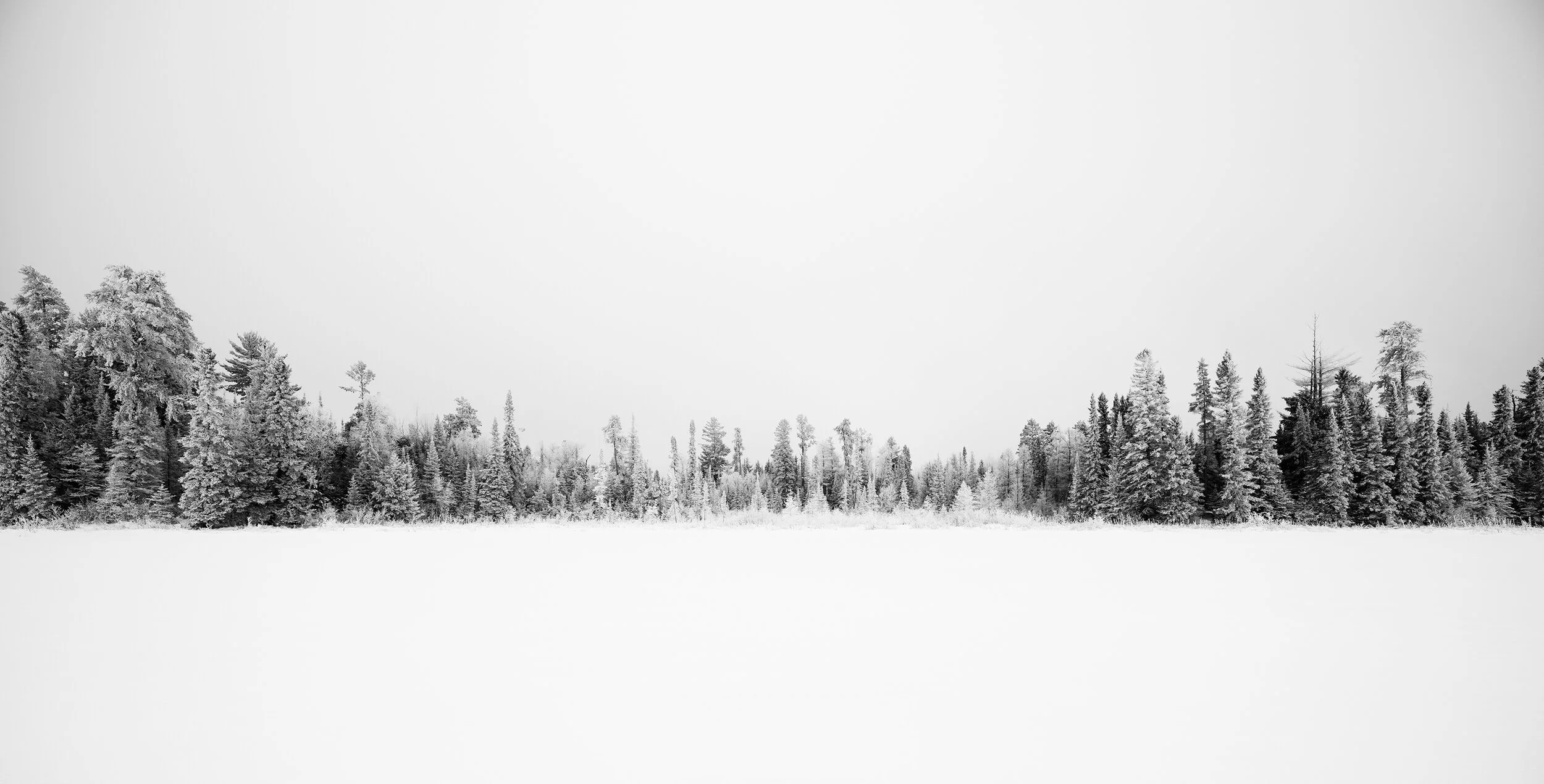 Frozen+Trees.jpg