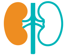 kidney-disorder-risk-factor.png