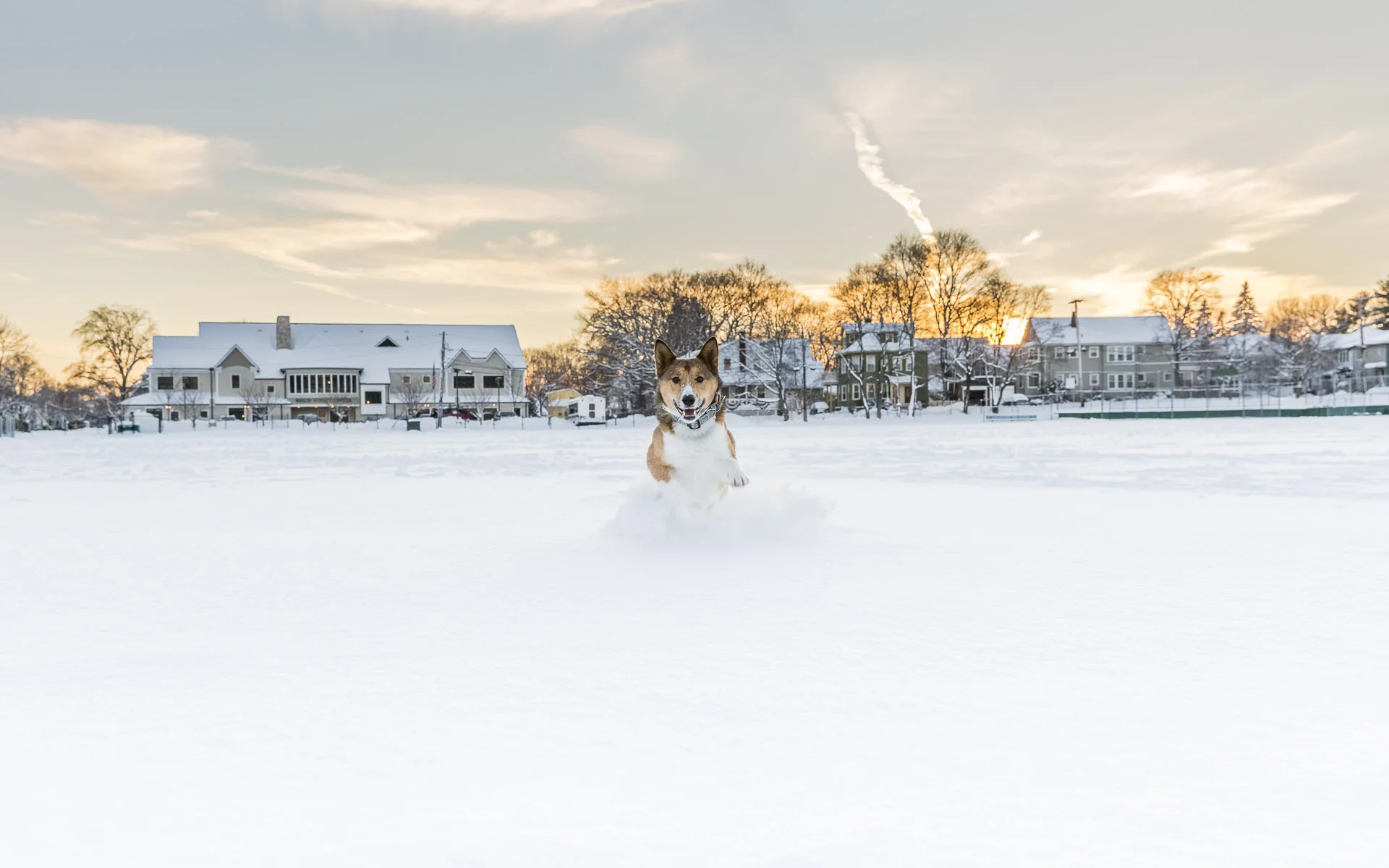 pet-photography-portfolio-053.jpg