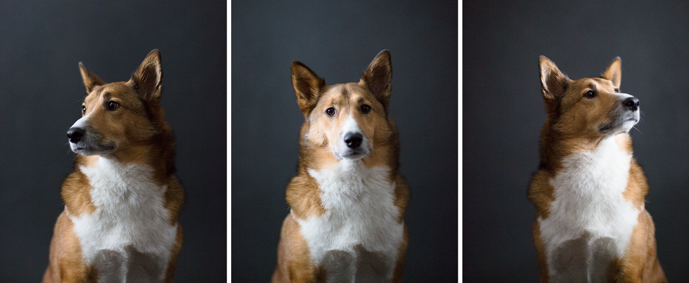 rex-portrait.png