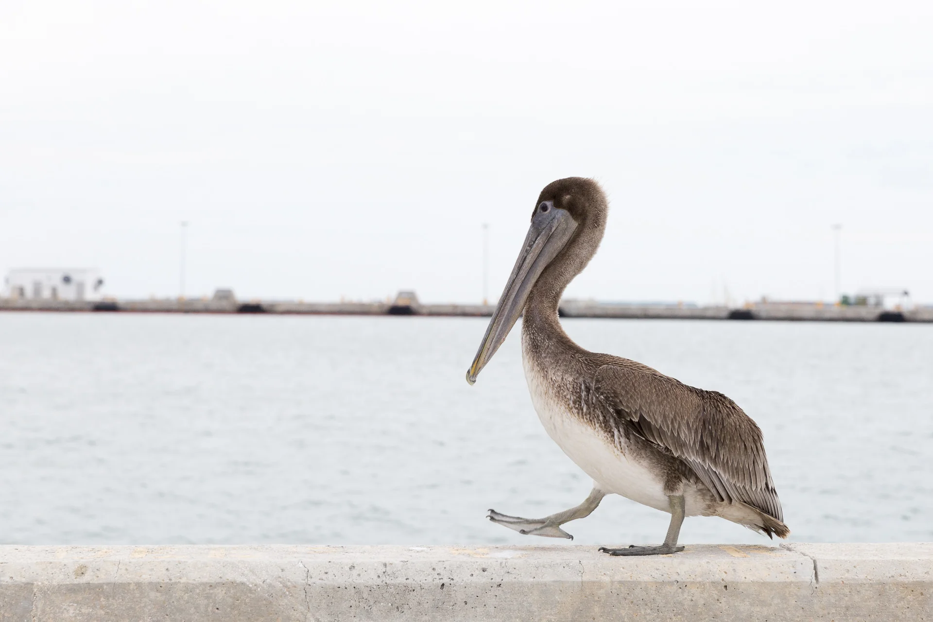 fun-key-west-pelican-portfolio-001.jpg