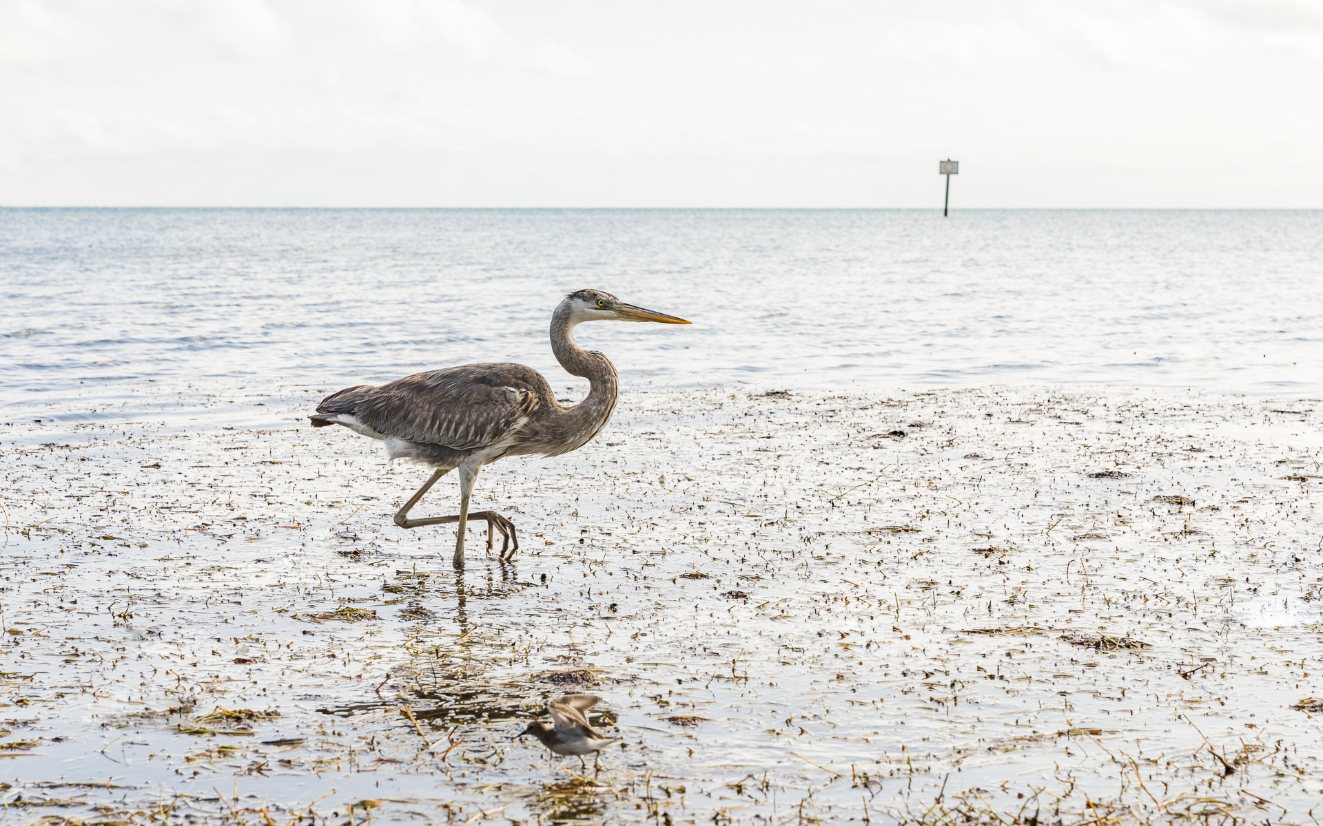 fun-key-west-florida-birds-portfolio-006.jpg