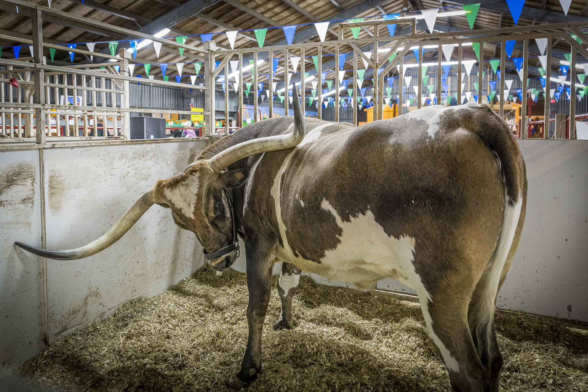 fun-topsfield-fair-portfolio-002.jpg