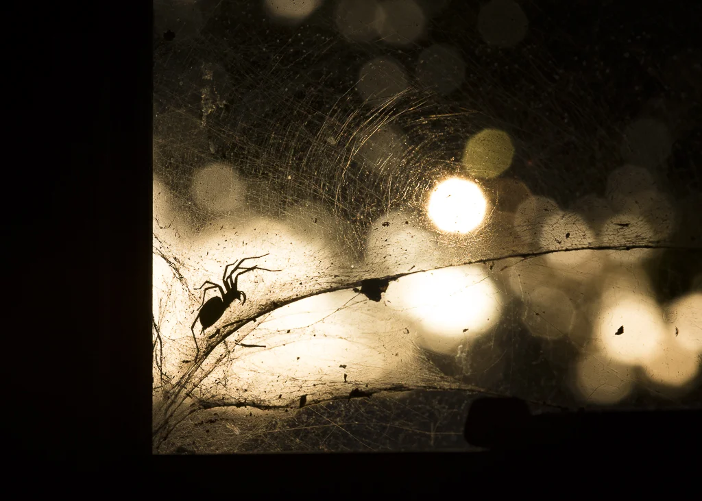 clytie-sadler-photography-halloween-spider-001a.JPG