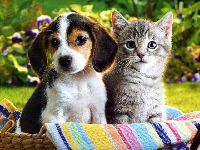 El Nacimiento de Vera la Veterinaria