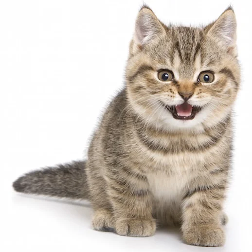 Beneficios de tener un gato 