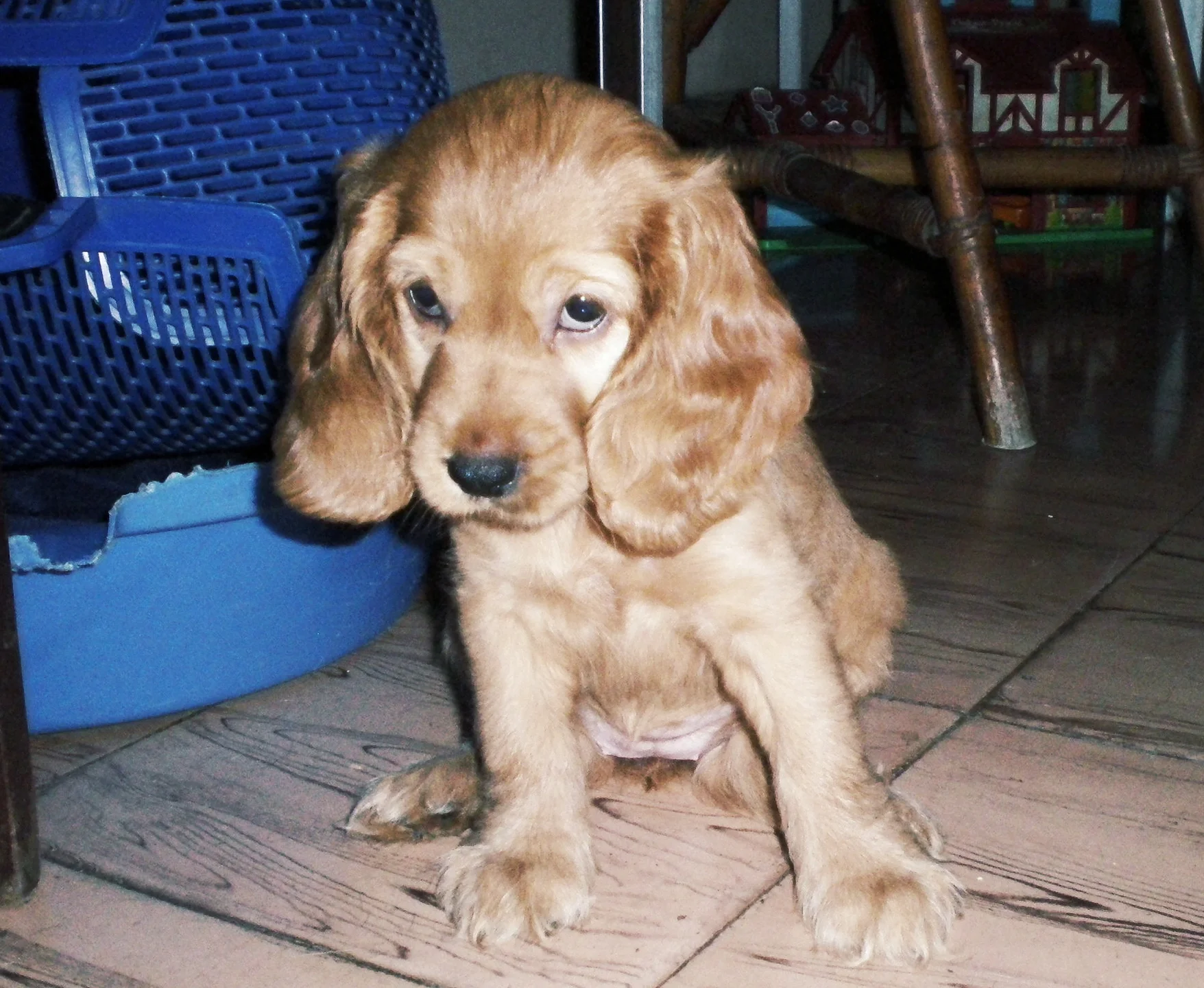 En el momento indicado, llegó Gigi Belle...