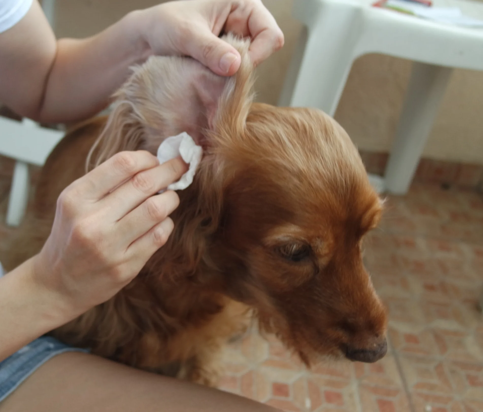 Cómo limpiar los oídos de mi mascota 