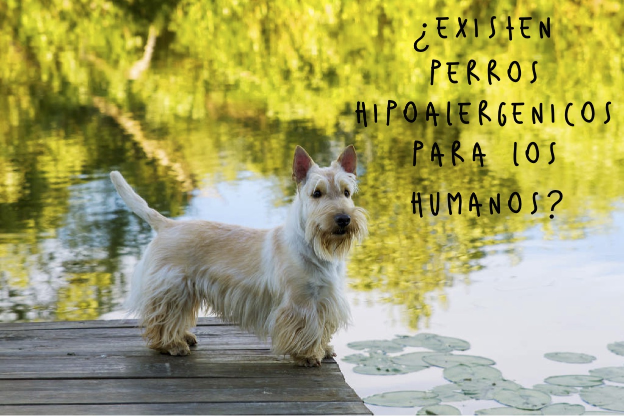 ¿Existen perros hipoalérgenicos para los humanos? 