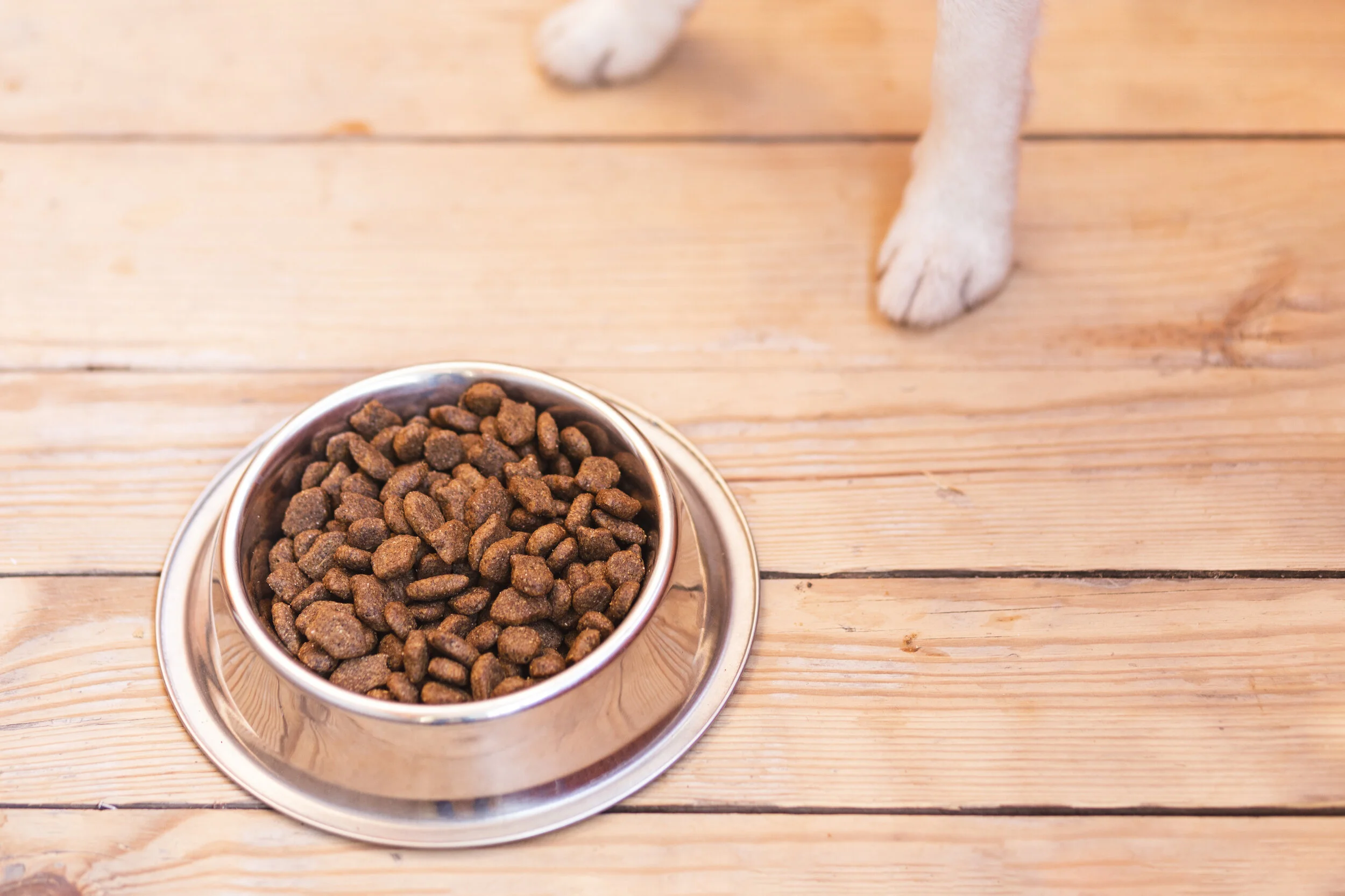 ¿Cómo hacer correctamente el cambio de alimento de tu mascota?
