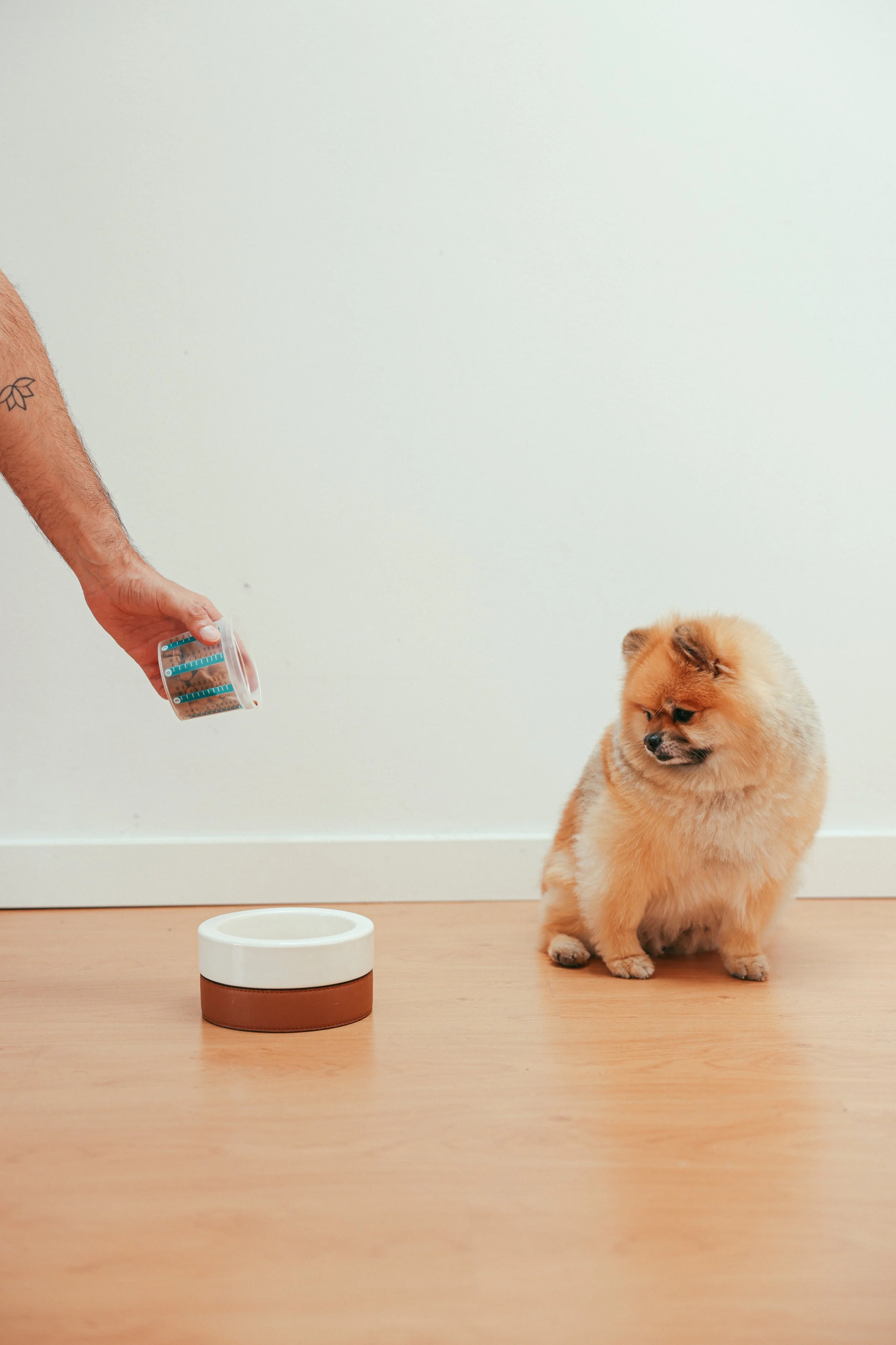 5 señales de que debes cambiarle el alimento a tu mascota 