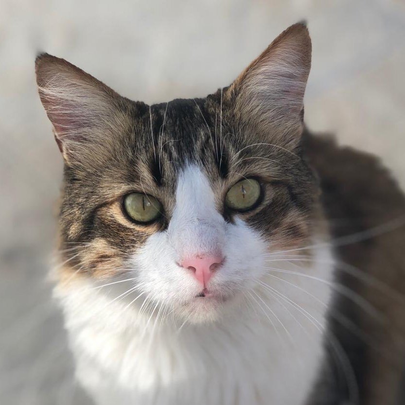 #Olfateandocuriosidades 🕵🏻&zwj;♀️
Sabías que los gatos son incapaces de distinguir el blanco del amarillo o el verde. Para el gato sería la misma &ldquo;tonalidad&rdquo;. Mientras que el rojo y el azul están claramente diferenciados entre sí. 
