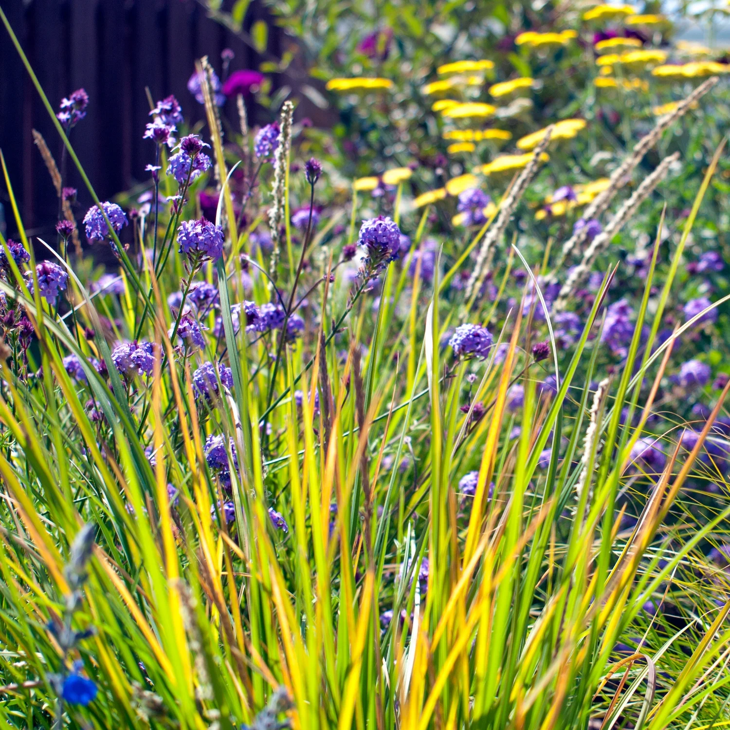 ornamental grasses mixed with perennials