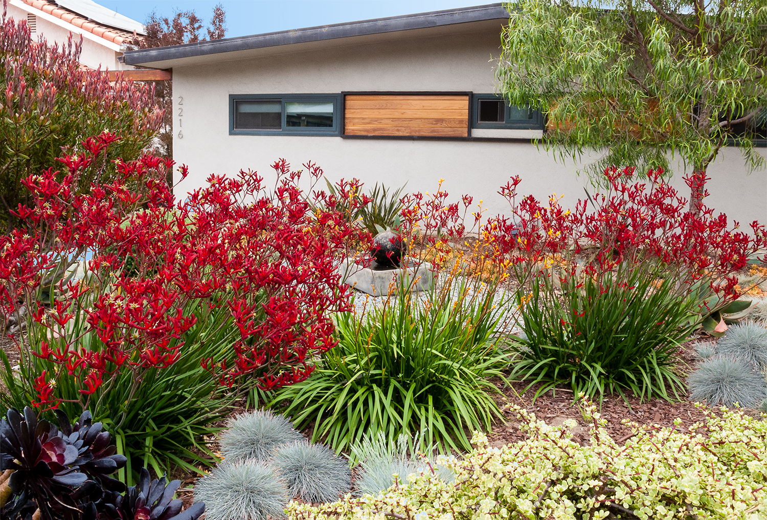 Colorful succulents and flowering plants replaced the thirsty lawn, providing a dynamic and easy-care front garden. 