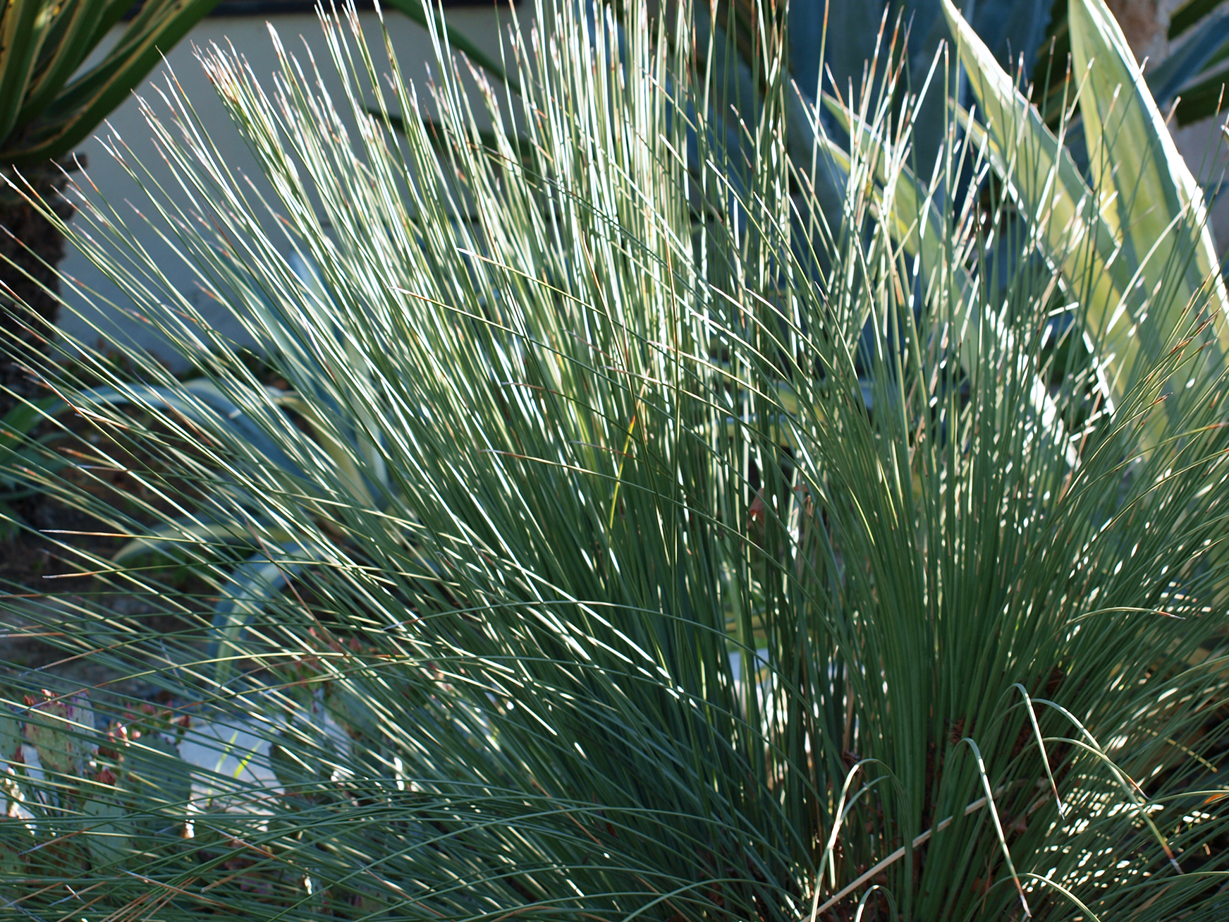 The predominantly blue-grey plant palette seems to cool the garden even in triple-digit summer heat.