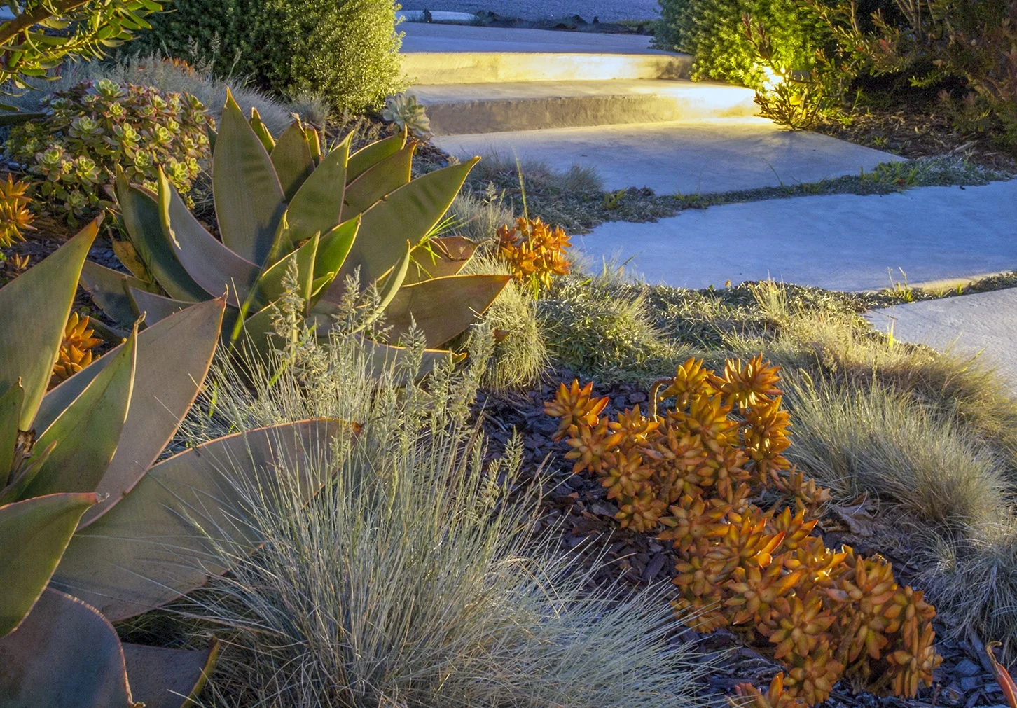 night_plant combo640-2.jpg