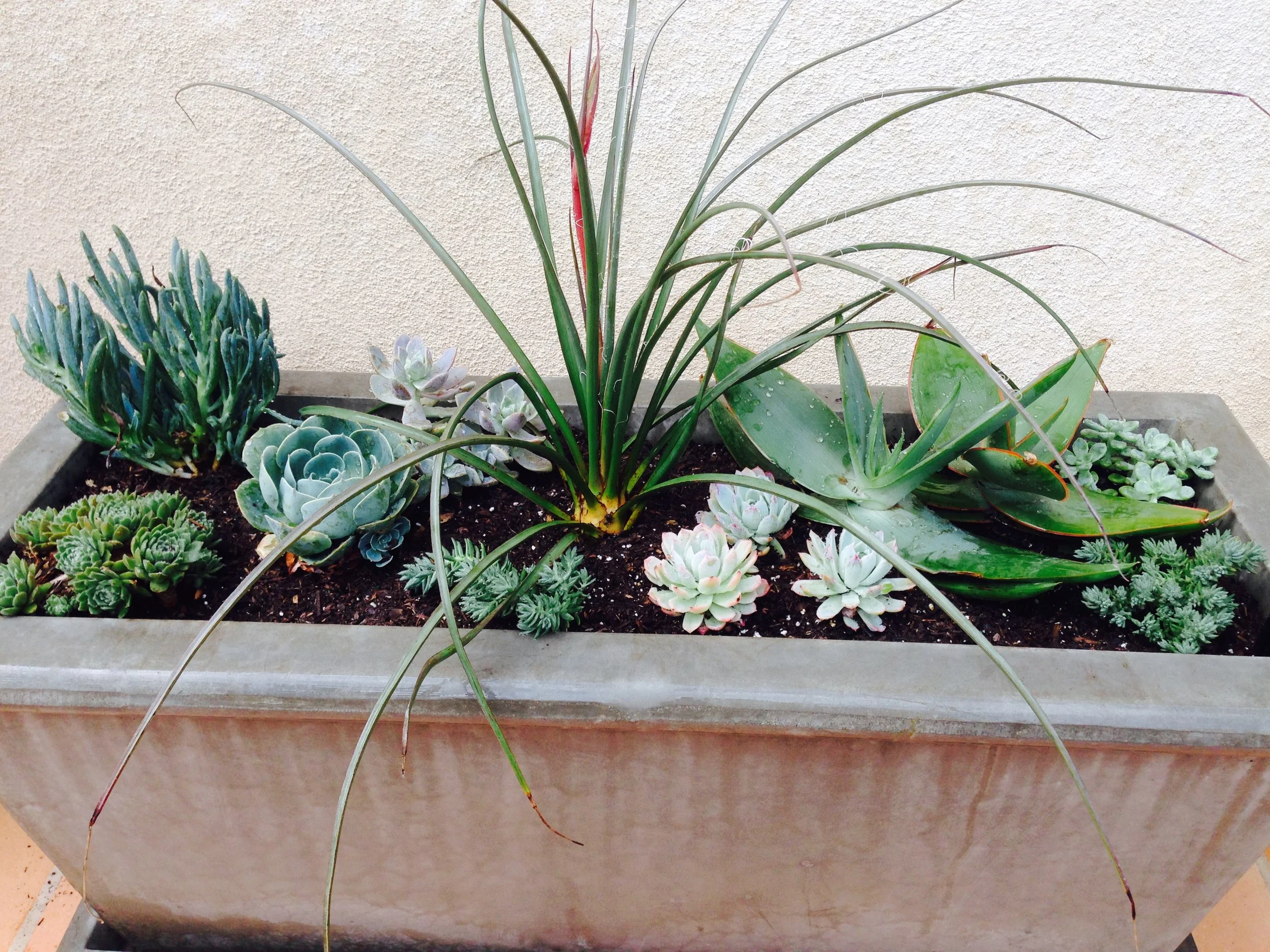 succulent_trough.jpg