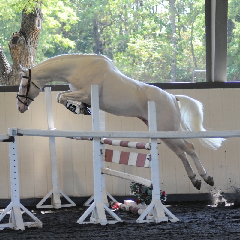 Goldmaker - sire