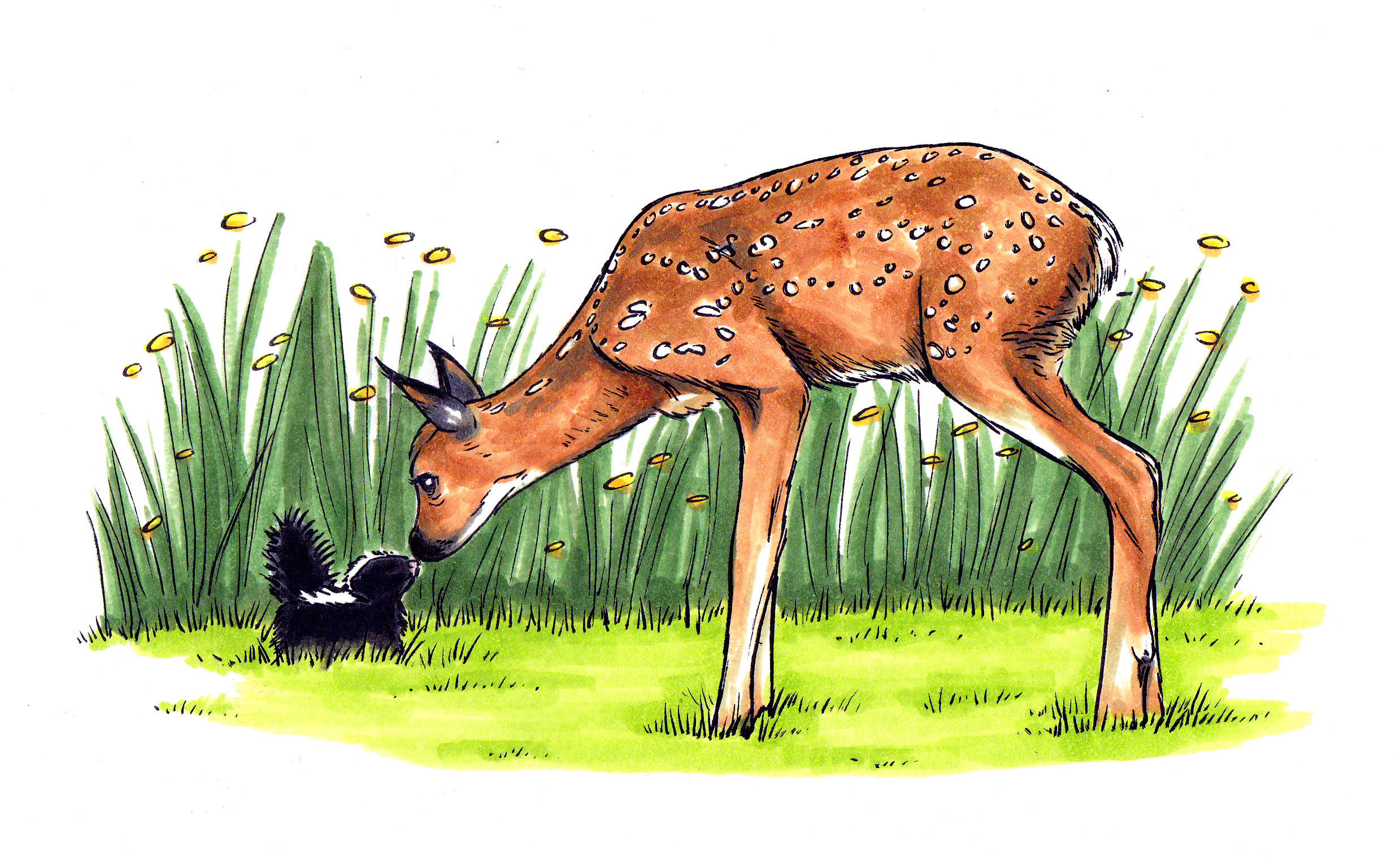 Deer and Skunk.jpg