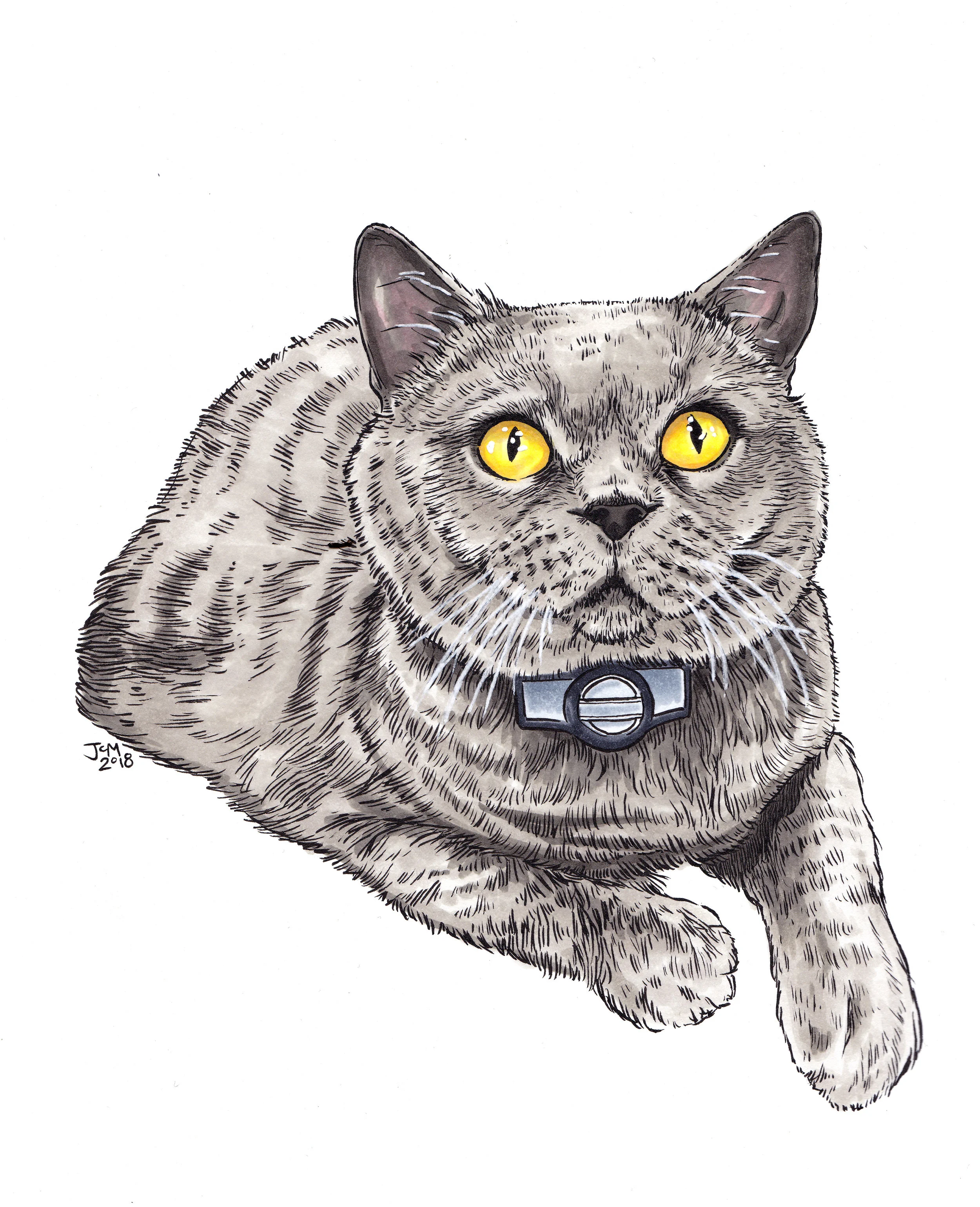 Ella the Clinic Cat.jpg